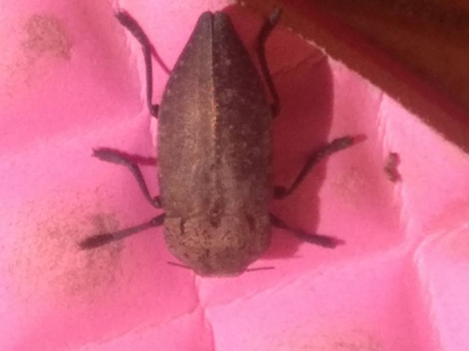 Capnodis tenebricosa (Buprestidae) ?  S !